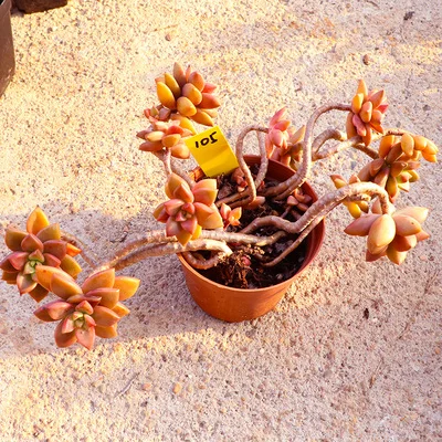 Graptopetalum paraguayense cv Бронзовый кластер Редкие сочные черенки все разные для живых растений настоящее растение