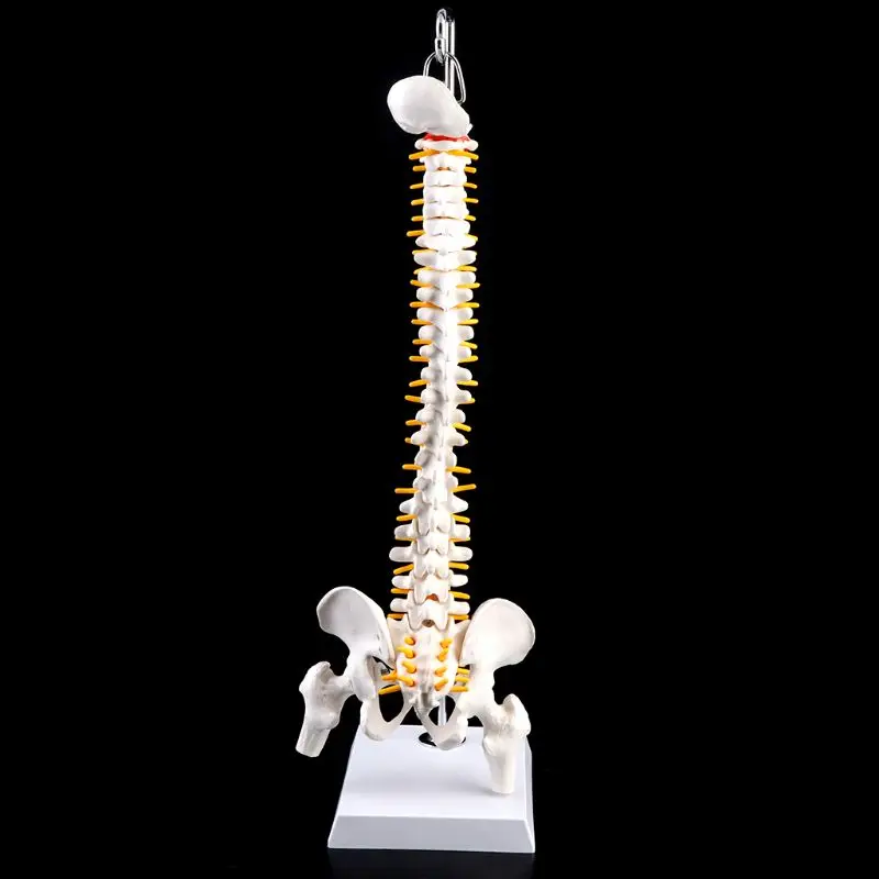 45 см Гибкая позвонковая колонна позвоночника анатомическая модель анатомии позвоночника медицинский учебный инструмент