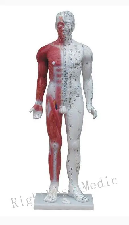 

English User ManualEnglish User Manual Male Human Acupuncture Points and Muscle Model 84CM