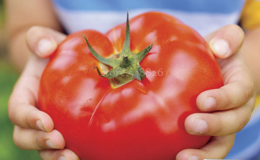 100 Nutritious Watermelon Beefsteak Tomato Huge Rich Flavor Easy