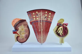 

Kidney, nephron and glomerular model medical teaching kidney anatomical model