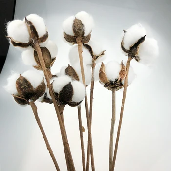 

Natural dried flowers (50), cotton pastoral life science