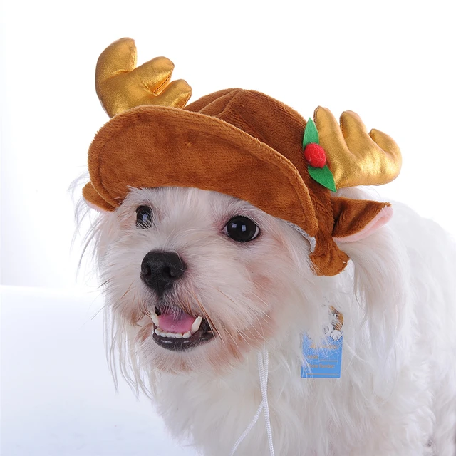 Resultado de imagem para cachorros de chapéu