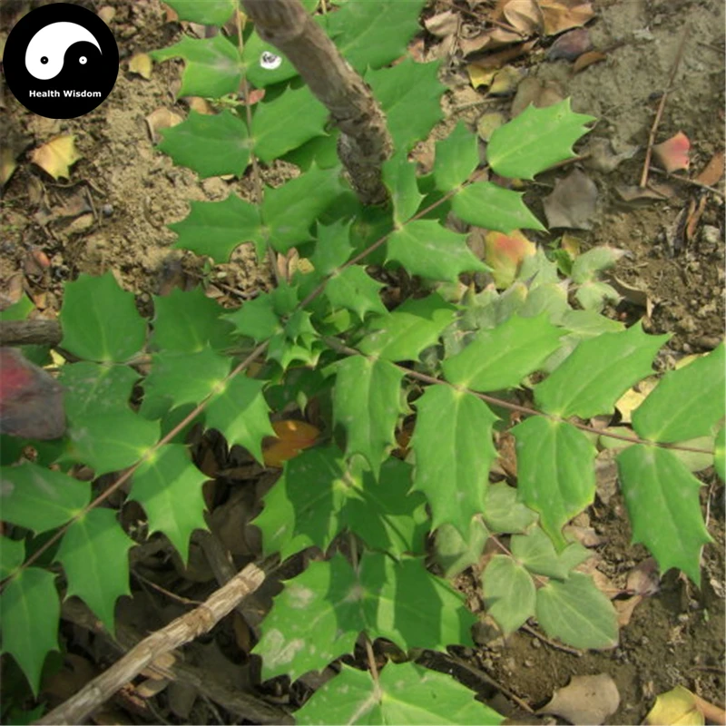 Купить Mahonia Bealei Semente 240 шт завод Mahonia Fortunei для Shi Da Gong Lao