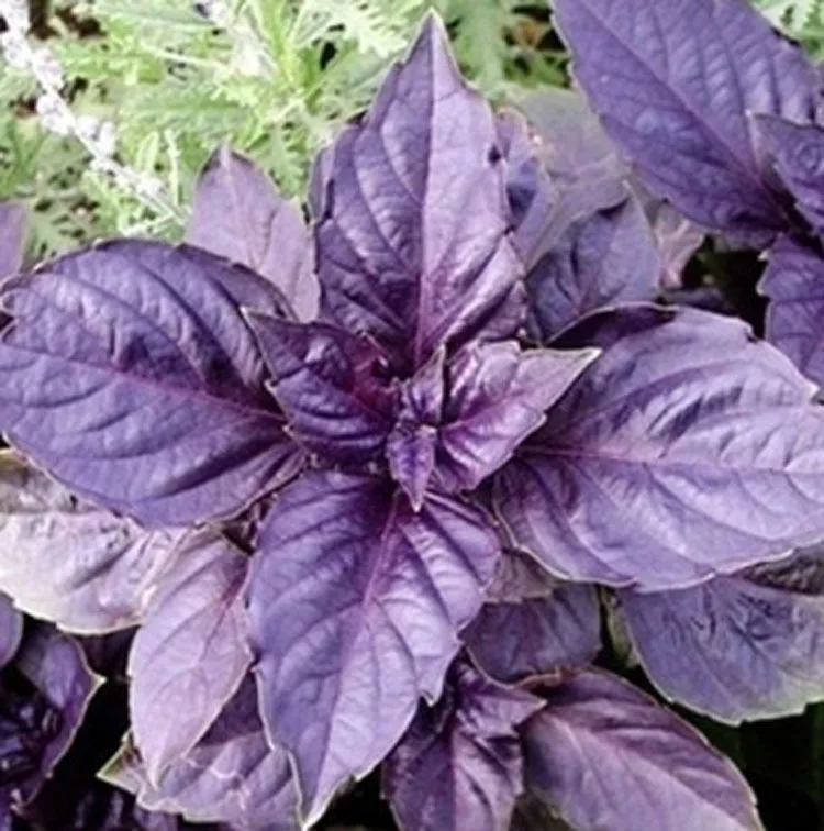 Purple Basil Seeds Family Vanilla Series And/or Rich Edible Grain Drive