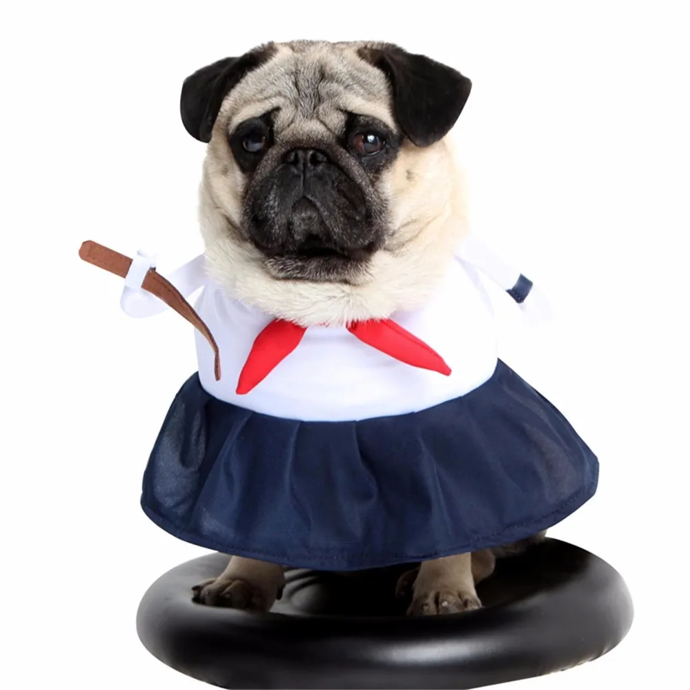 Костюм супермена собаки. Смешные костюмы для собак. Костюм пирата для собаки. Костюм собаки. Прикольные костюмы для собак.