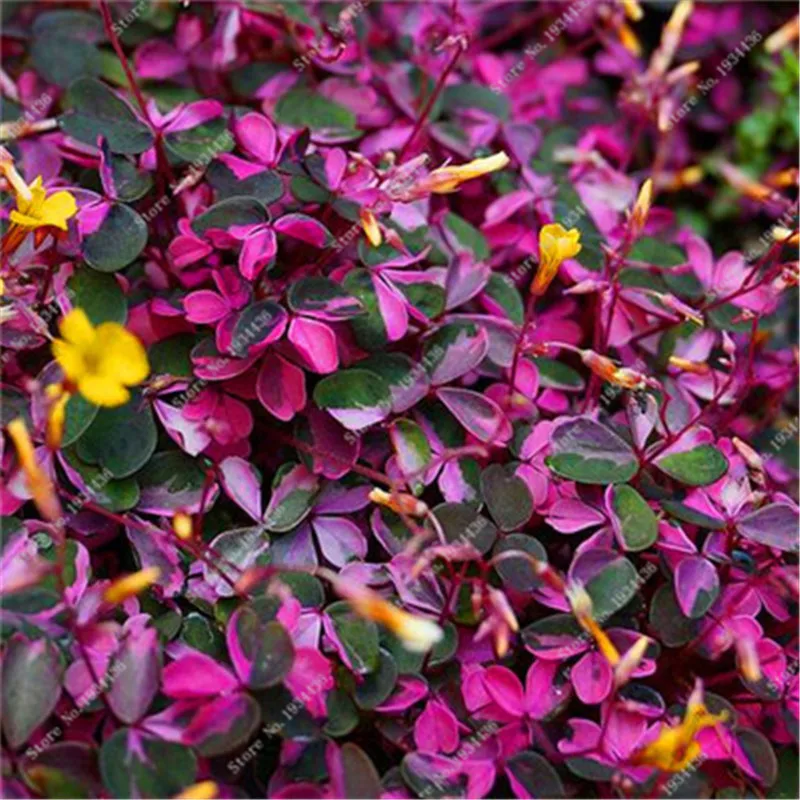 Red Oxalis Versicolor Flowers Bonsai 100 Pcs Rare Planta Garden Home