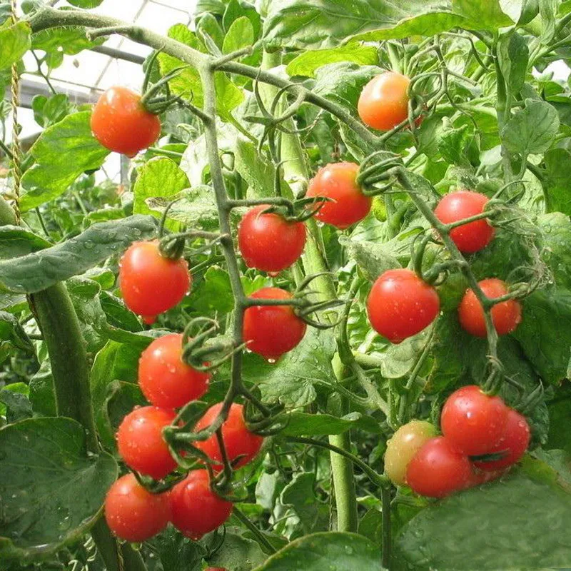Buy Red Pearl Tomato Seeds Balcony Fruits Potted