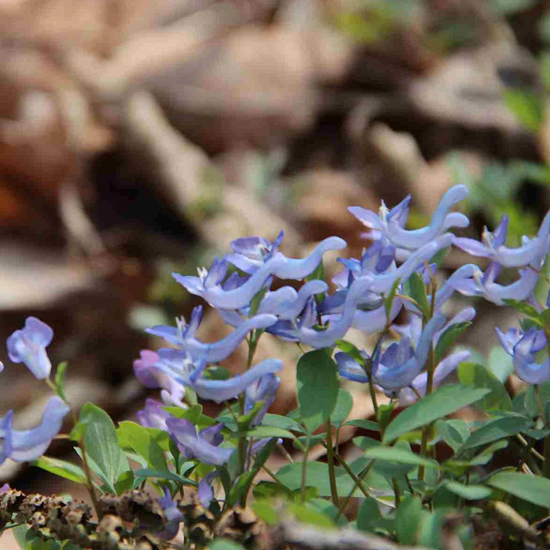 Лебедь Орхидея Семена цветов редких и красивых лебедей бонсай Горшечное
