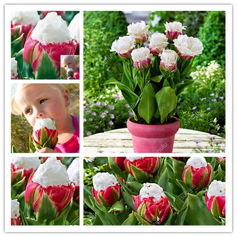 

20 Pcs High Quatity Flower Rare Ice Cream Tulip Bonsai Colorful Plants Not Flower Bulbs,Bonsai Balcony Flower for Home Planting