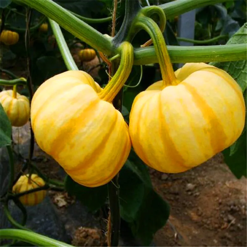 Mini pumpkin seeds Nutrition Healthy fruits and vegetables seeds for