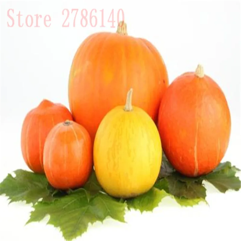 

20 pumpkin potted plants, easy to grow is a high-nutrient vegetable, especially suitable for home potted plants.