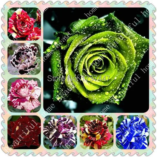 

Free Shipping 800pcs8 kinds of strange of roses, light up your garden, a big discount Exotic flower garden decoration