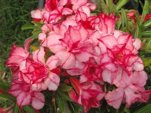 

100% Genuine " supphisann " Adenium Obesum 10 pcs - Bonsai Desert Rose Flower Plants