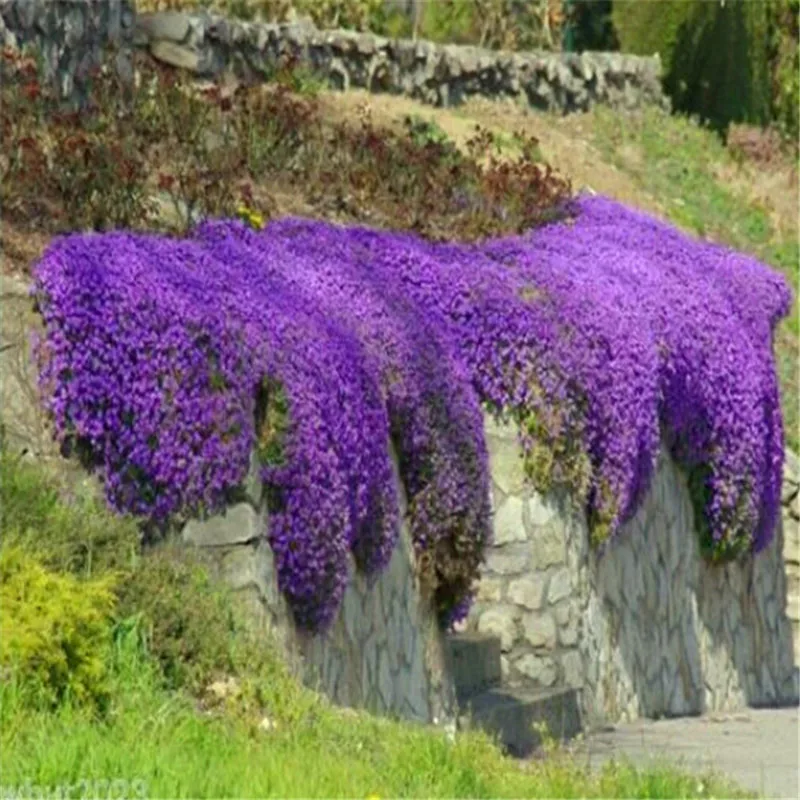 Buy Rock Cress seeds Planting perennial beautiful