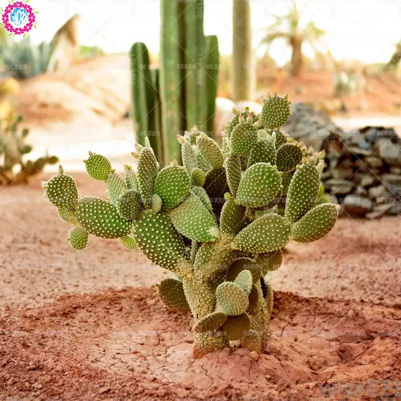 100pcs Green Cactus Bonsais Real Prickly Pear Succulent Stone Lithops Bonsai Planting For DIY Home Garden Supplies Potted