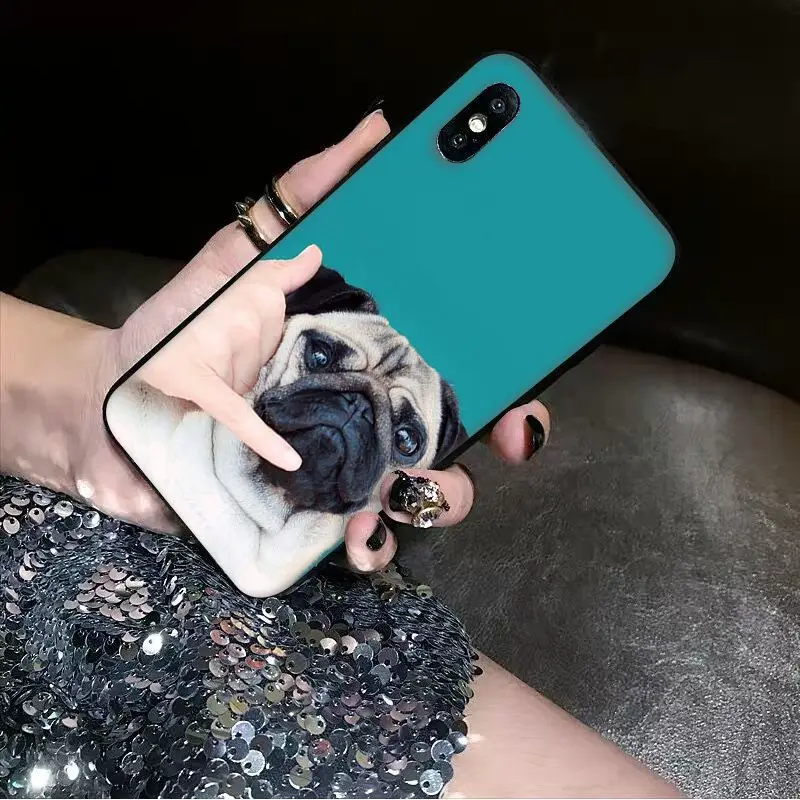 Animal Cute Pug Dog
