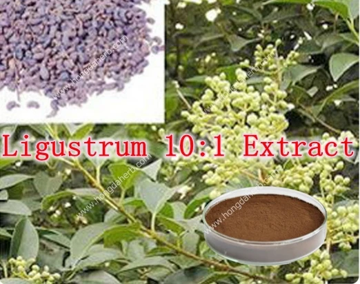 

3 Pack High Quality Ligustrum 10:1 Extract rich of oleanolic acid 500mg x 300caps free shipping
