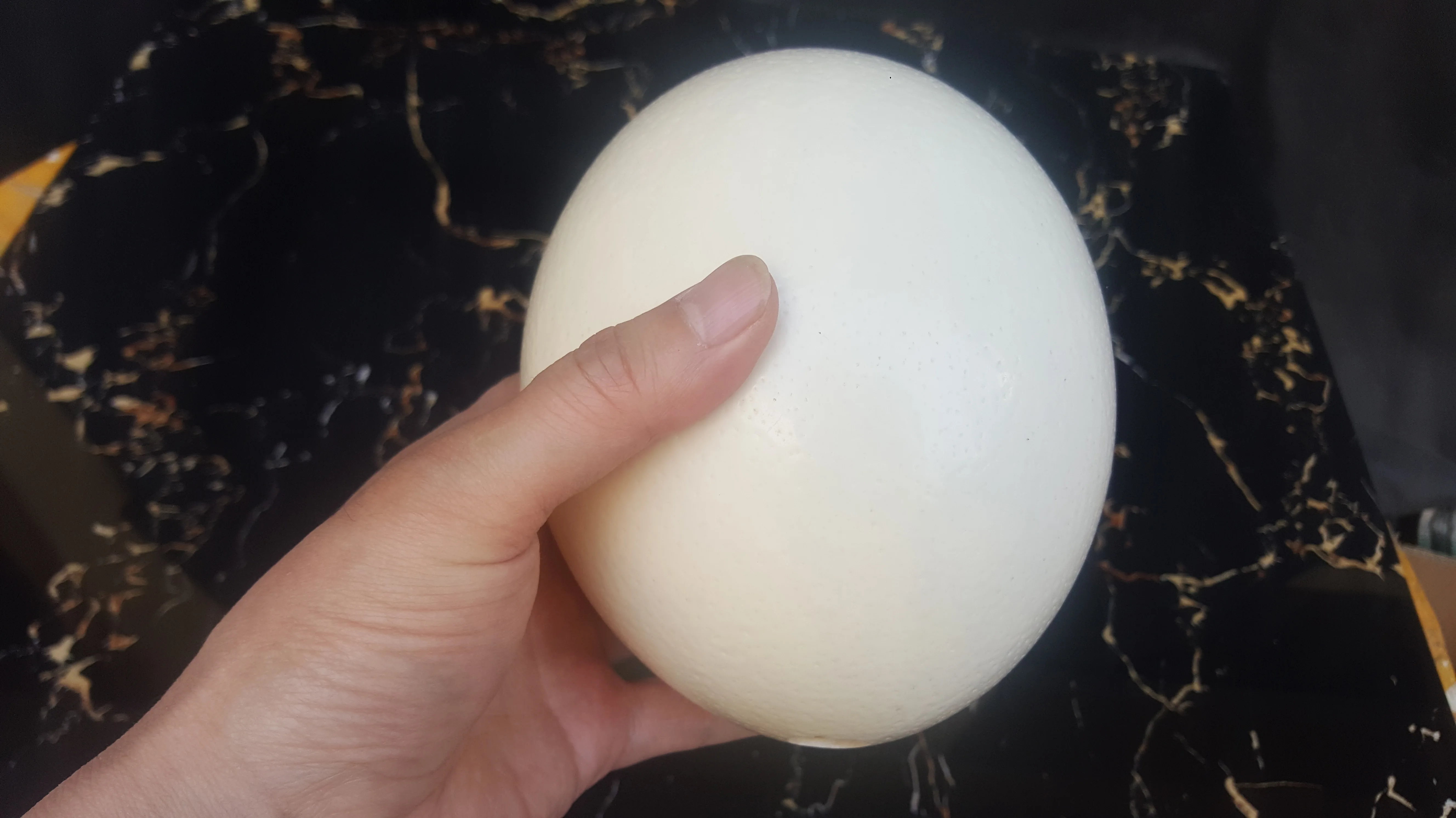 

14CM 1 Real Ostrich Egg Shell Animal Rhea Bird Taxidermy Egg Weird Craft Supply part Ostrich Emu