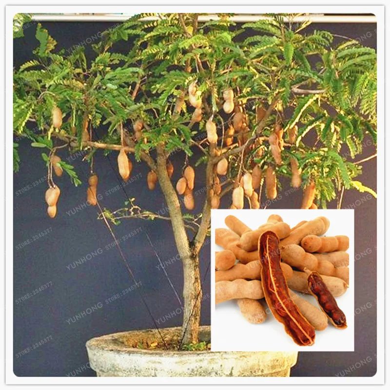 10 Particles / Bag Tamarind Seeds Bonsai Tree Seeds Home Garden Decoration Diy Plant Fruit Tree