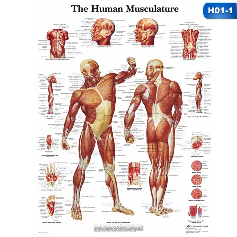 Анатомия человека Мышечная система Искусство Плакат Печать тела карта холст настенные картины для медицинского образования домашний декор - Цвет: 1