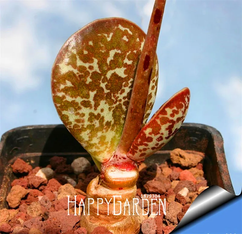Промо-акция! небесное существо, бонсай-кактус-искусственное растение в горшке сад для всей семьи с защитой от радиации 10 шт./лот,# G99YSO
