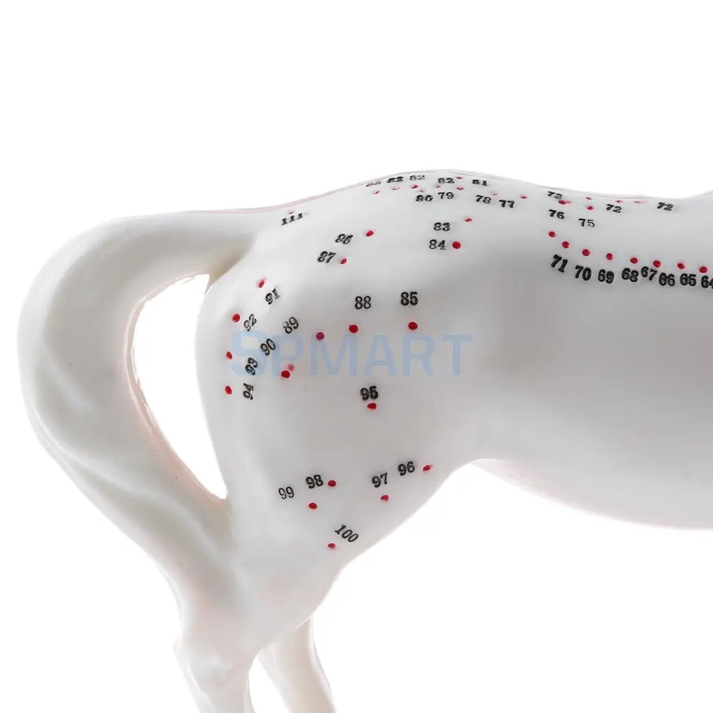 114 Acupuncture Points Horse Anatomical Model School Teaching Tool Lab Supplies Student Children Learning Toy