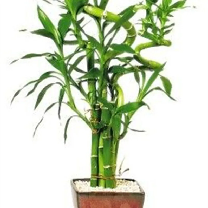 Время предела! lucky Bamboo бонсай небольшие растения в горшках очищения драцена Plantas, посадка простой для дома и сада, 100 шт./упак