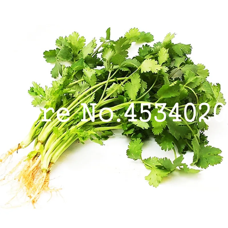 

Hot Sale! 100 pcs Caraway Bonsai Coriander Bonsai Parsley Coriandrum Sativum Healthy Potted Vegetables Vegetable Garden Supplies