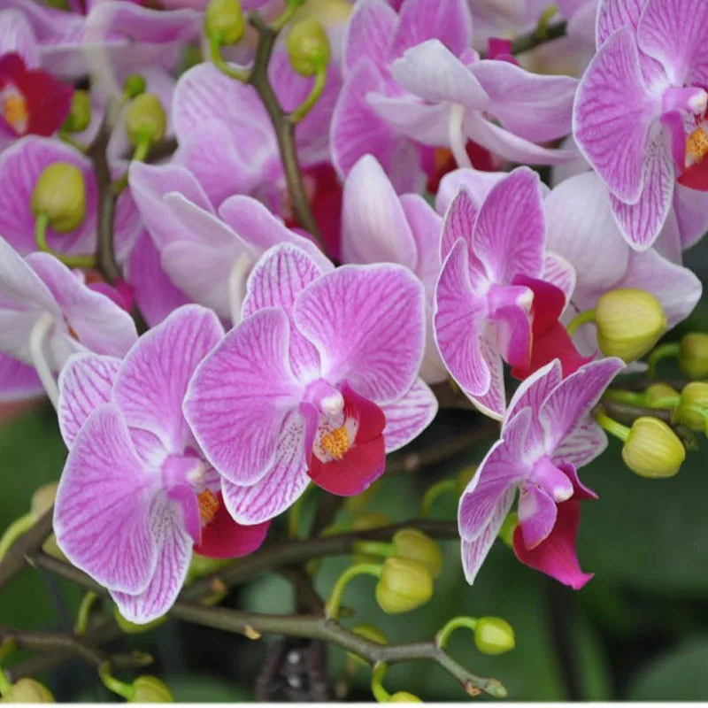 aeProduct.getSubject()