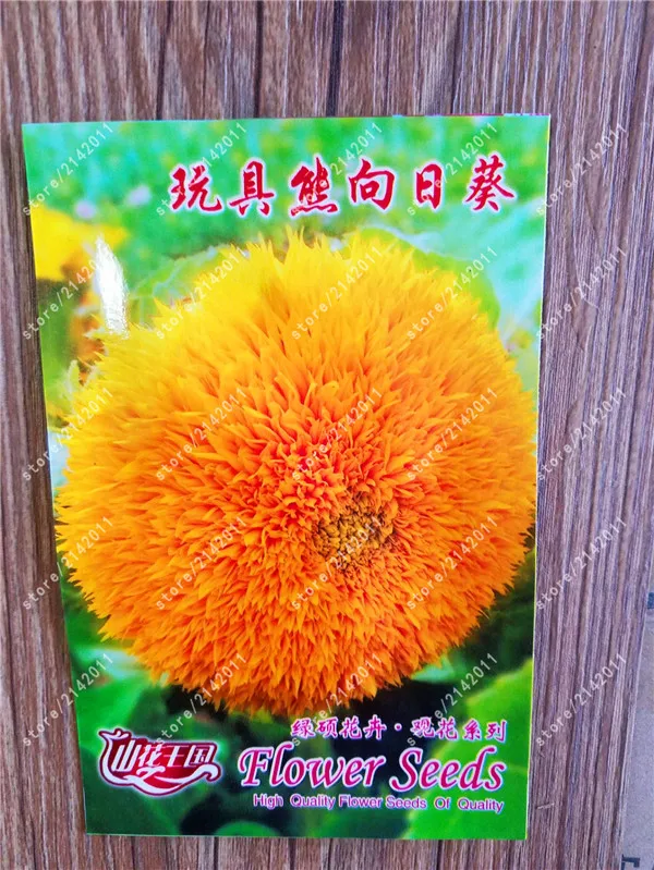 

true Teddy Bear Sunflower Dwarf stem double sunflower Indoor bonsai Flower plants for Home garden 100% real factory package