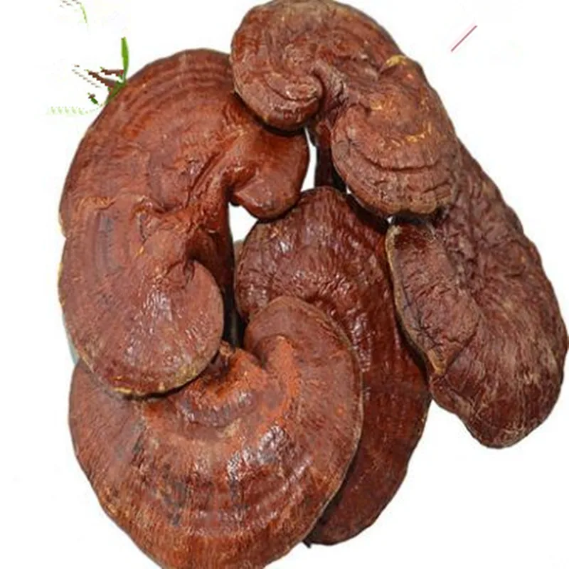 250 г-1000 г без пестицидов ganoderma lucidum ganoderma atrum красный ganoderma lucidum хорошее качество