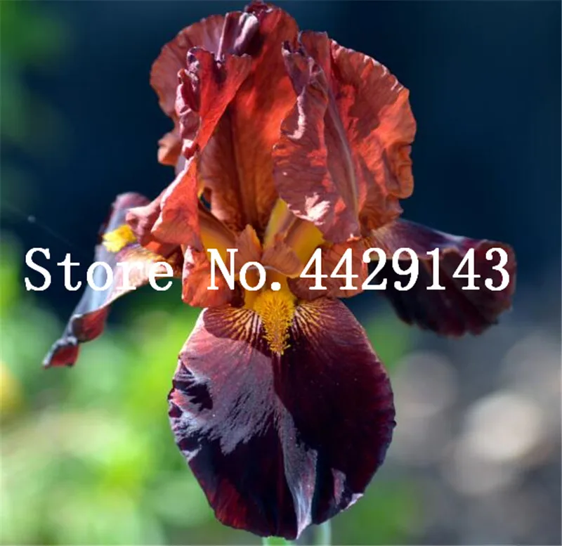 ирис 13. ирис алдо ратти. Iris lactea. ирис германика лаури. ирис 13.