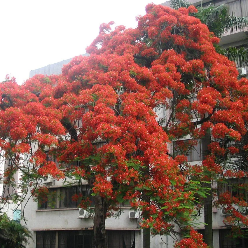 30pcs Red Oak Quercus Tree Bonsai Seeds Alba Acorns Pure Bonsai
