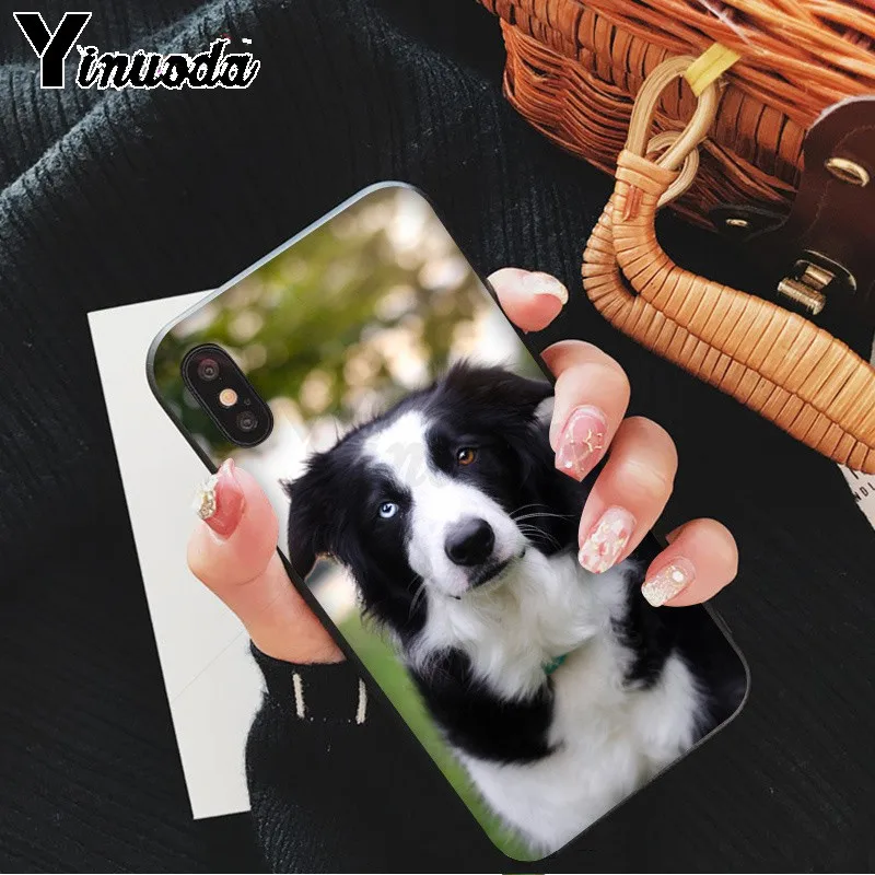 cute Border collie Dog