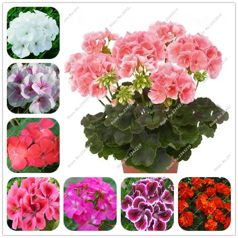 Online Get Cheap Perennial Garden Flowers Alibaba Group
