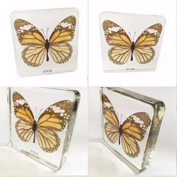 

Real Tabby butterflies Specimens In Clear Lucite Block Educational Instrument Paperweight Professionally Displayed and Mounted