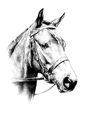 Us 531 36 Di Scontodipinti Di Cavalli Stampe Darte Su Tela A Mano Libera Cavalli Testa Disegno Di Immagini Per La Casa Camera Da Letto Soggiorno