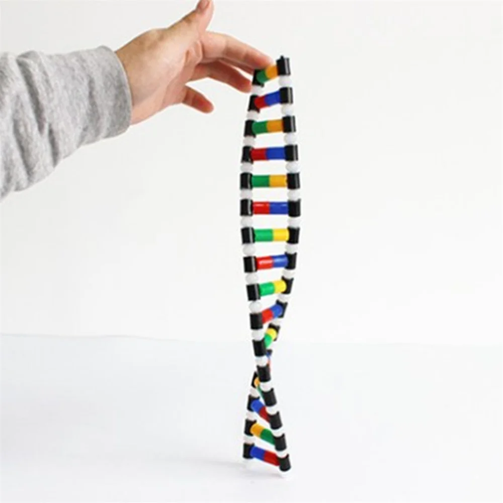 цена DNA Double Helix Structure Model Education Equipment