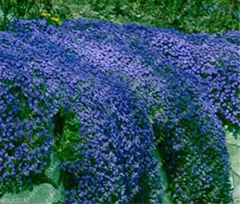 100Pcs/ Creeping Thyme bonsai, Rare Color ROCK CRESS plants - Perennial Ground Cover Flower Natural Growth For Home Garden