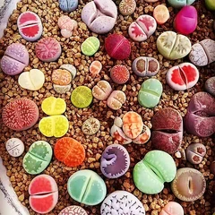 50 шт. 100% свежие реальные литопы Aizoaceae псевдотрункателла сочные полулы смешивания ~ живые камни красочные лица sementes - изображение