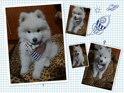 500 шт./лот Большая распродажа Регулируемая новая собака щенок, домашнее животное, кот банданы шарф галстук для животных LY12