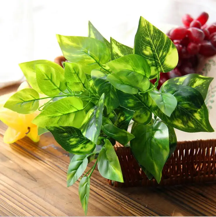  scindapsus leaf