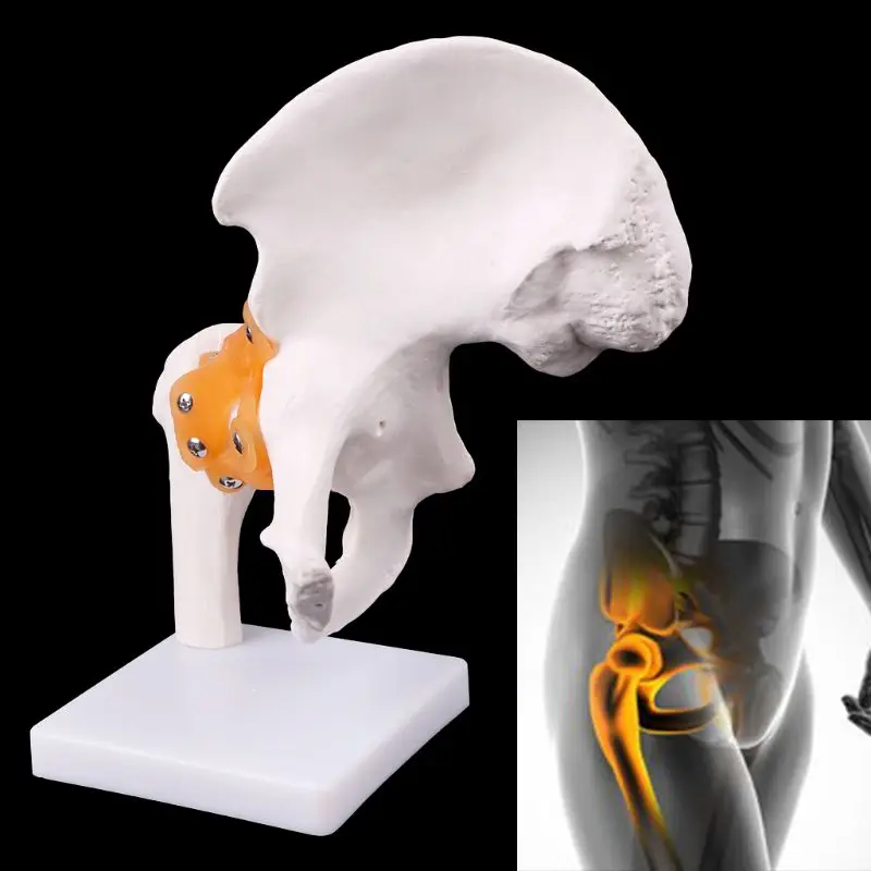 

Life Size Ligament Hip Joint Medical Anatomy Model Skeleton Teaching Tool Medical Science Stationery for School