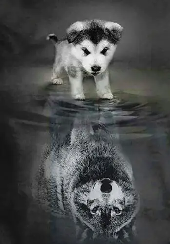 

cat wolf