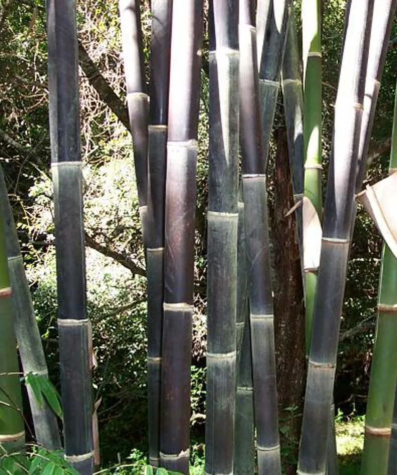 50pcs Bamboo Bonsai Giant Black Moso Bambu Plants Pack Bambusa Lako