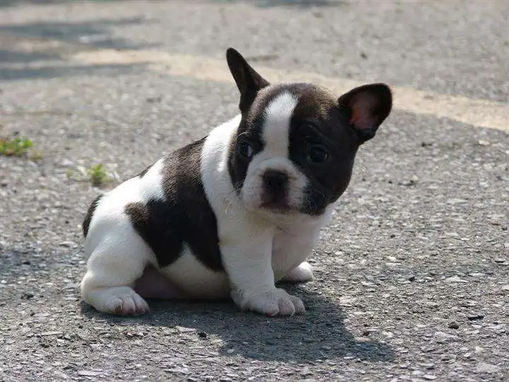 dog7