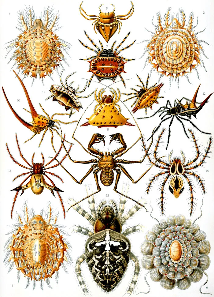 Винтаж Ernst Haeckels природа насекомые пауки Ретро плакат, крафт-бумага Плакаты Классический холст картины настенные наклейки домашний Декор подарок