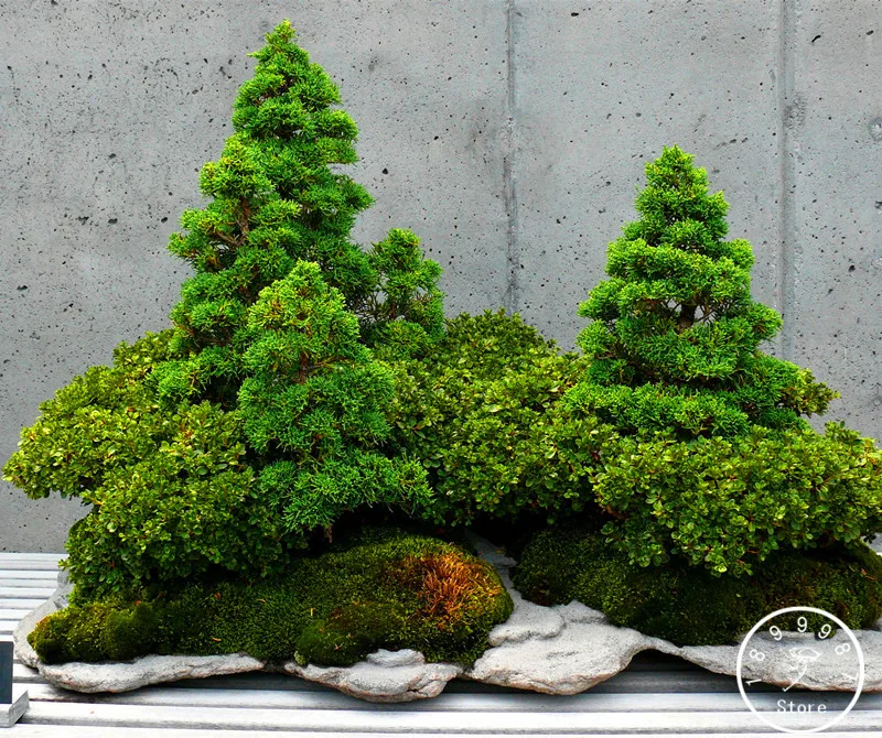 Juniper Bonsai Tree Potted Flowers Purify Air Absorb Harmful Best Seeds Online Free Shipping
