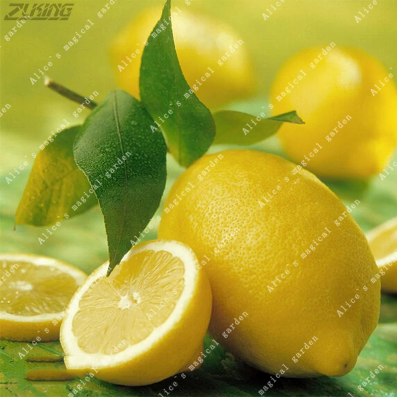 Image ZLKING 20 Pcs Lemon Seeds Fresh Juicing Edible Healthy Exotic Ornamental Tropical Fast Growing Fruit Tree Seed